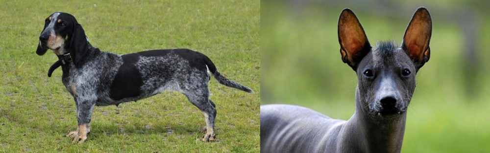 Mexican Hairless vs Basset Bleu de Gascogne - Breed Comparison