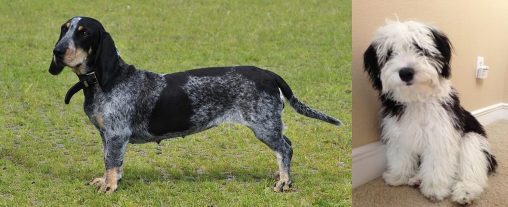 Mini Sheepadoodles vs Basset Bleu de Gascogne - Breed Comparison