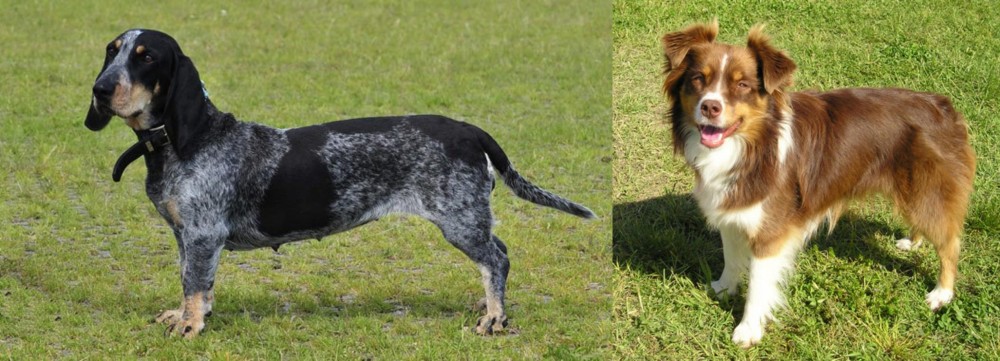 Miniature Australian Shepherd vs Basset Bleu de Gascogne - Breed Comparison
