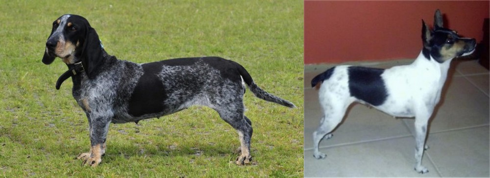 Miniature Fox Terrier vs Basset Bleu de Gascogne - Breed Comparison