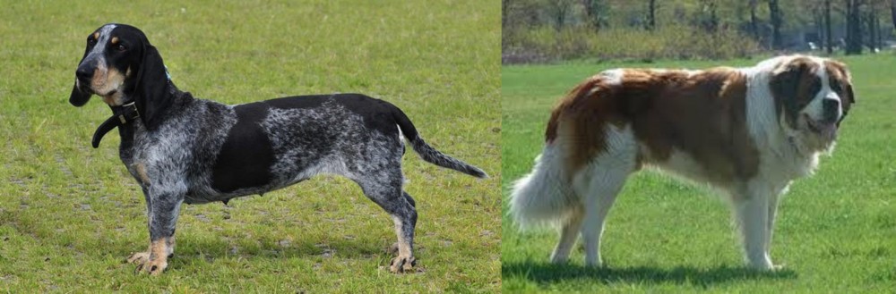 Moscow Watchdog vs Basset Bleu de Gascogne - Breed Comparison