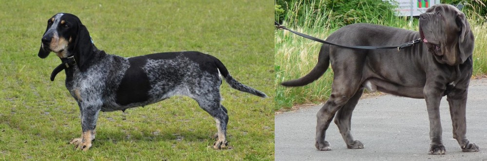 Neapolitan Mastiff vs Basset Bleu de Gascogne - Breed Comparison