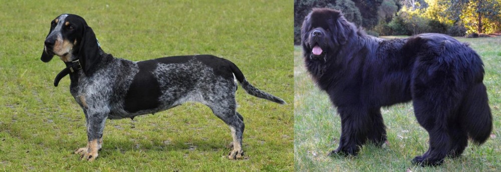 Newfoundland Dog vs Basset Bleu de Gascogne - Breed Comparison