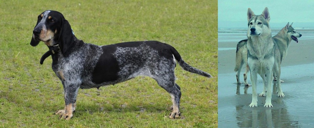 Northern Inuit Dog vs Basset Bleu de Gascogne - Breed Comparison