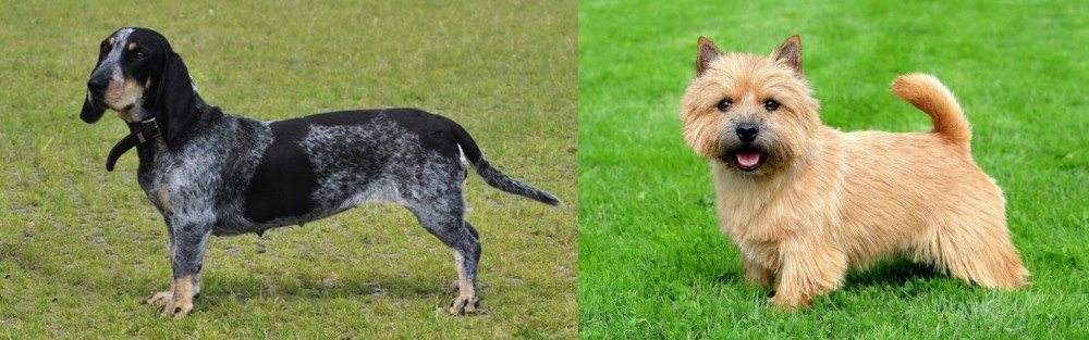 Norwich Terrier vs Basset Bleu de Gascogne - Breed Comparison