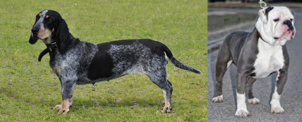 Old English Bulldog vs Basset Bleu de Gascogne - Breed Comparison