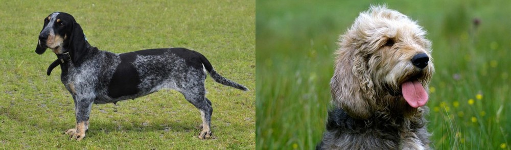 Otterhound vs Basset Bleu de Gascogne - Breed Comparison