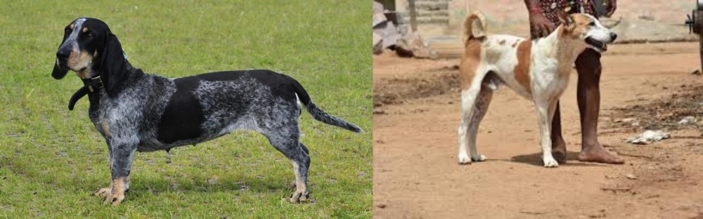Pandikona vs Basset Bleu de Gascogne - Breed Comparison