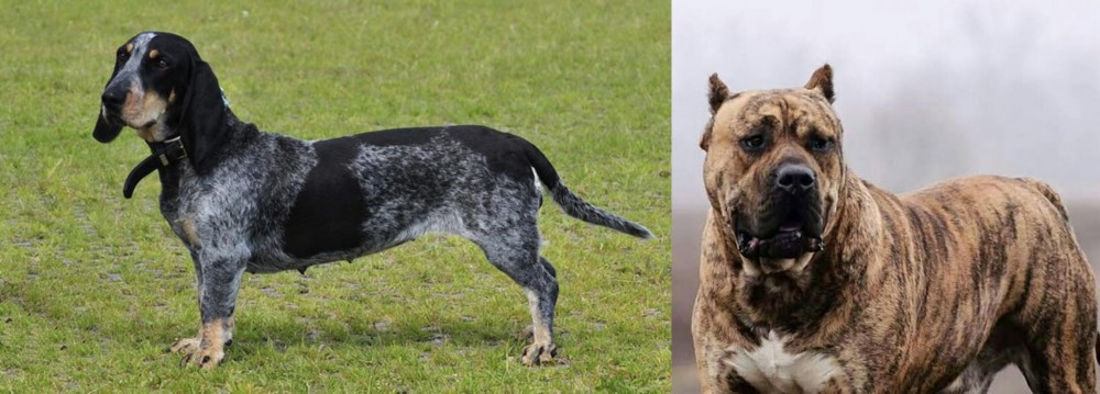 Perro de Presa Canario vs Basset Bleu de Gascogne - Breed Comparison