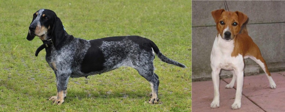 Plummer Terrier vs Basset Bleu de Gascogne - Breed Comparison