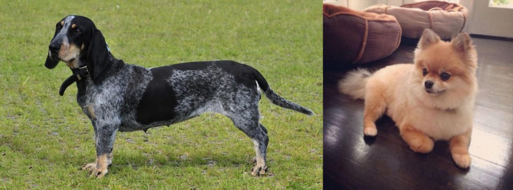 Pomeranian vs Basset Bleu de Gascogne - Breed Comparison