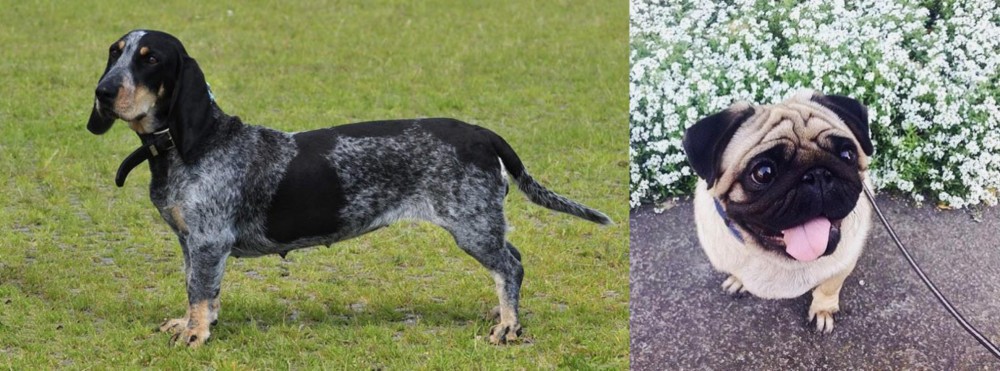 Pug vs Basset Bleu de Gascogne - Breed Comparison