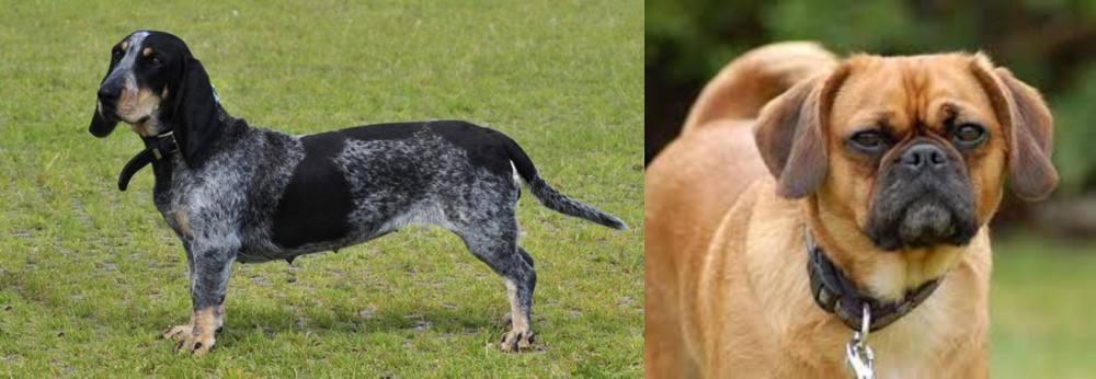 Pugalier vs Basset Bleu de Gascogne - Breed Comparison