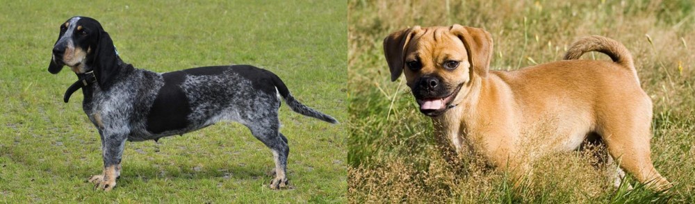 Puggle vs Basset Bleu de Gascogne - Breed Comparison