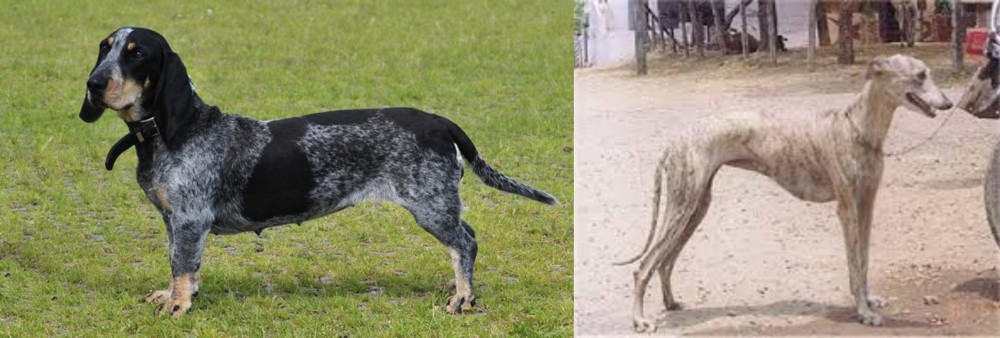 Rampur Greyhound vs Basset Bleu de Gascogne - Breed Comparison