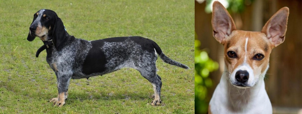 Rat Terrier vs Basset Bleu de Gascogne - Breed Comparison
