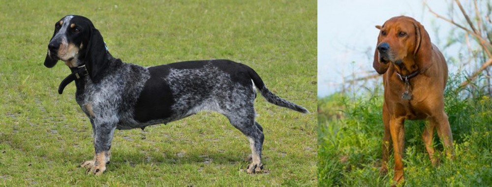 Redbone Coonhound vs Basset Bleu de Gascogne - Breed Comparison