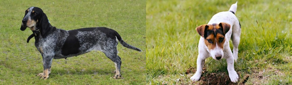 Russell Terrier vs Basset Bleu de Gascogne - Breed Comparison