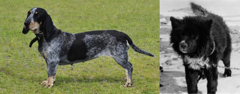 Sakhalin Husky vs Basset Bleu de Gascogne - Breed Comparison