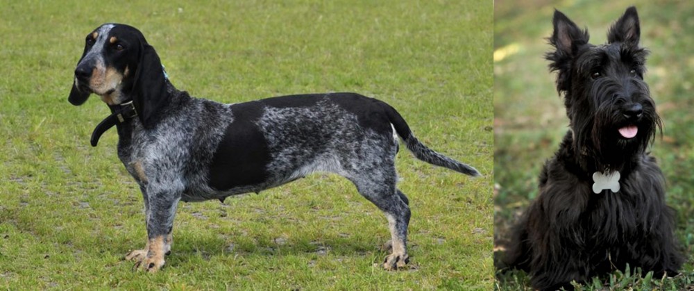Scoland Terrier vs Basset Bleu de Gascogne - Breed Comparison