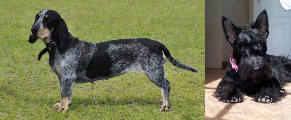 Scottish Terrier vs Basset Bleu de Gascogne - Breed Comparison