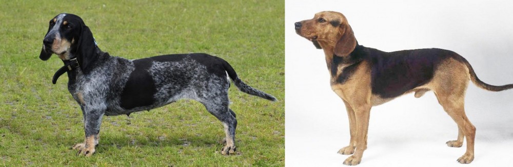 Serbian Hound vs Basset Bleu de Gascogne - Breed Comparison