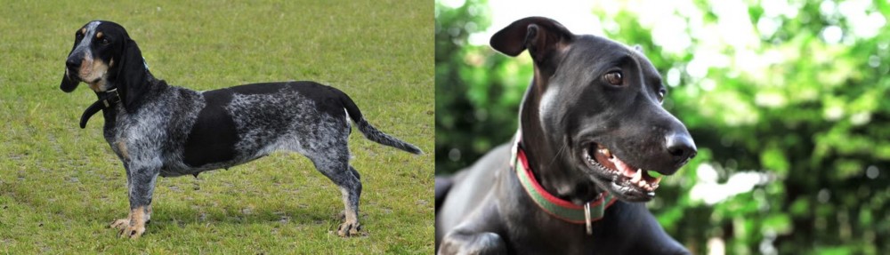 Shepard Labrador vs Basset Bleu de Gascogne - Breed Comparison