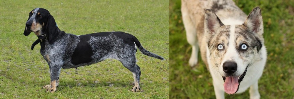 Shepherd Husky vs Basset Bleu de Gascogne - Breed Comparison