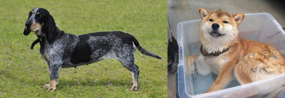 Shiba Inu vs Basset Bleu de Gascogne - Breed Comparison