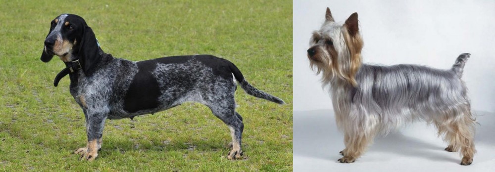 Silky Terrier vs Basset Bleu de Gascogne - Breed Comparison