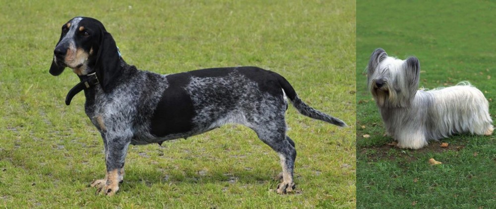 Skye Terrier vs Basset Bleu de Gascogne - Breed Comparison