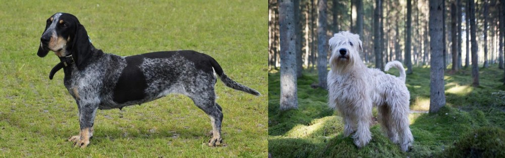 Soft-Coated Wheaten Terrier vs Basset Bleu de Gascogne - Breed Comparison