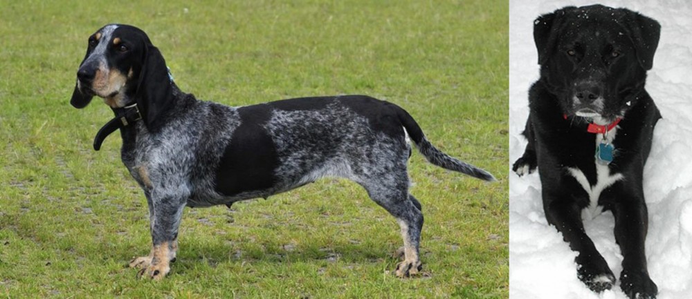 St. John's Water Dog vs Basset Bleu de Gascogne - Breed Comparison