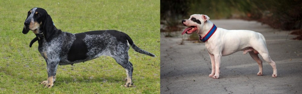 Staffordshire Bull Terrier vs Basset Bleu de Gascogne - Breed Comparison