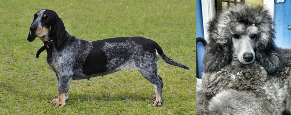 Standard Poodle vs Basset Bleu de Gascogne - Breed Comparison