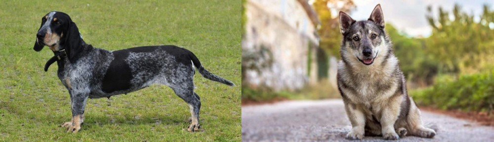 Swedish Vallhund vs Basset Bleu de Gascogne - Breed Comparison