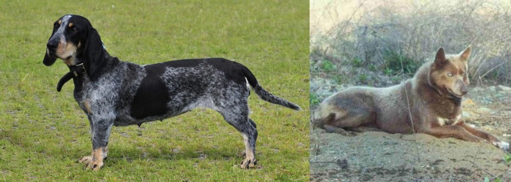 Tahltan Bear Dog vs Basset Bleu de Gascogne - Breed Comparison