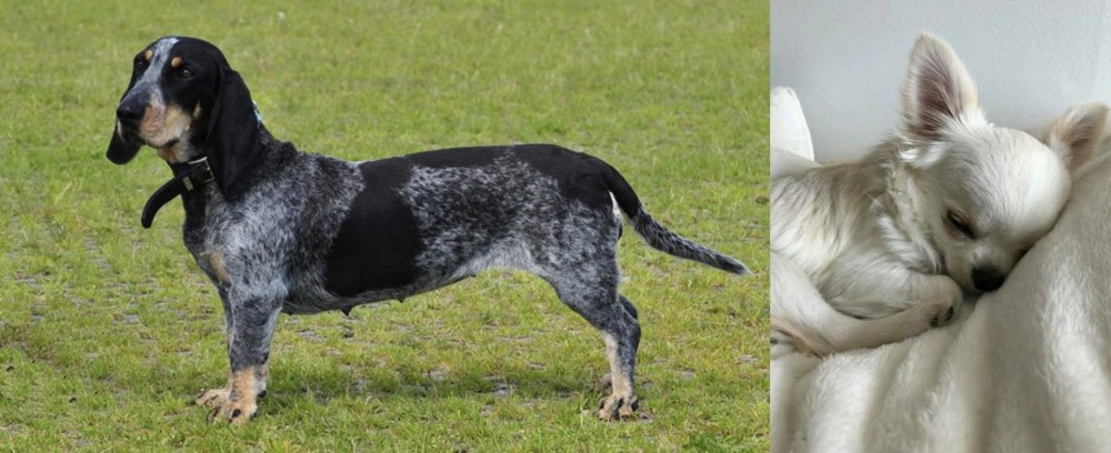 Tea Cup Chihuahua vs Basset Bleu de Gascogne - Breed Comparison