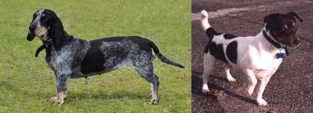 Teddy Roosevelt Terrier vs Basset Bleu de Gascogne - Breed Comparison