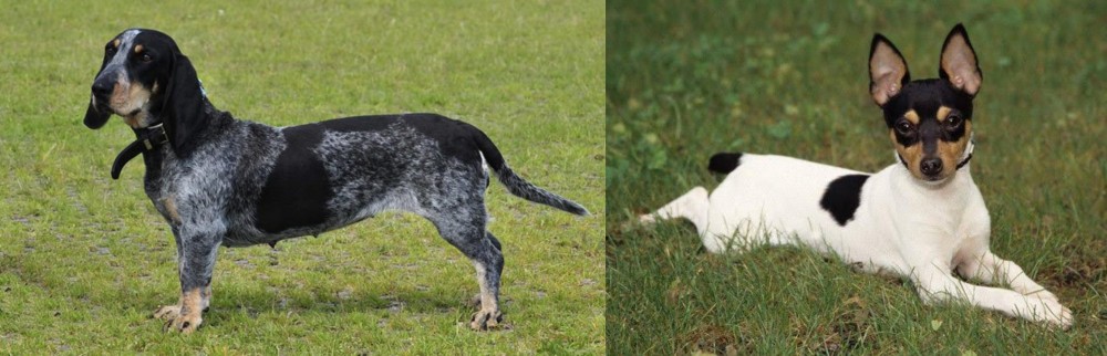 Toy Fox Terrier vs Basset Bleu de Gascogne - Breed Comparison