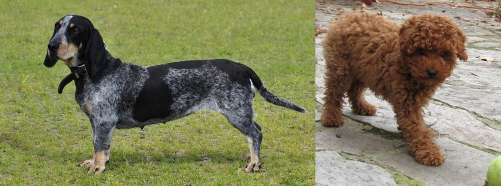 Toy Poodle vs Basset Bleu de Gascogne - Breed Comparison