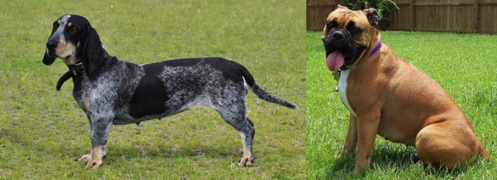 Valley Bulldog vs Basset Bleu de Gascogne - Breed Comparison