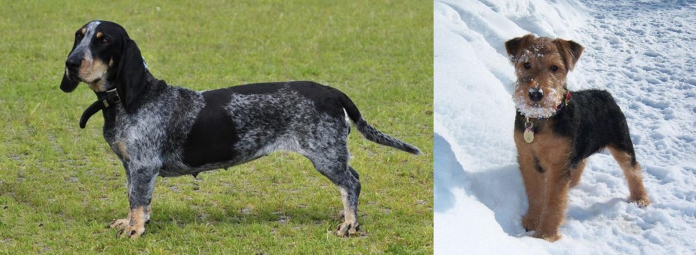 Welsh Terrier vs Basset Bleu de Gascogne - Breed Comparison