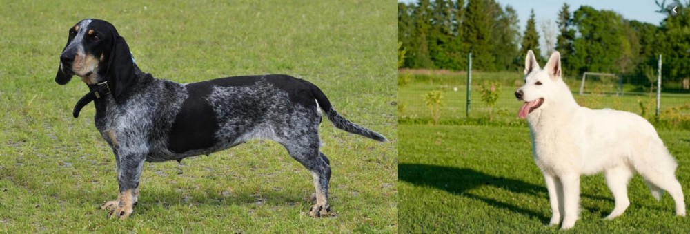 White Shepherd vs Basset Bleu de Gascogne - Breed Comparison