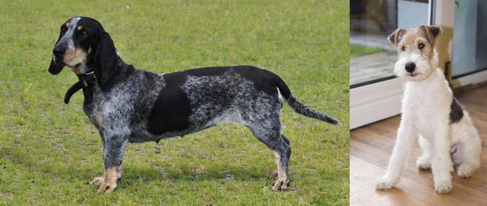 Wire Fox Terrier vs Basset Bleu de Gascogne - Breed Comparison