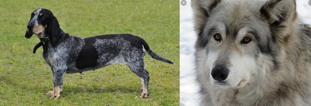 Wolfdog vs Basset Bleu de Gascogne - Breed Comparison