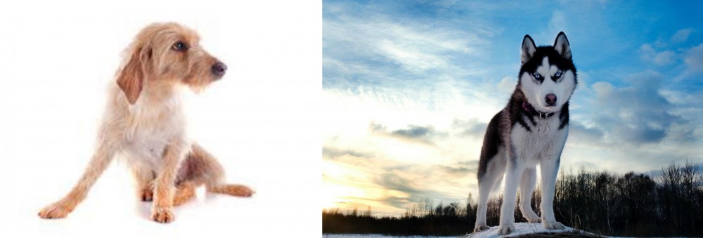 Alaskan Husky vs Basset Fauve de Bretagne - Breed Comparison
