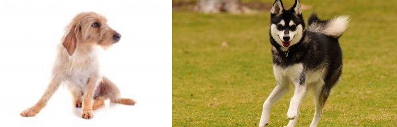 Alaskan Klee Kai vs Basset Fauve de Bretagne - Breed Comparison