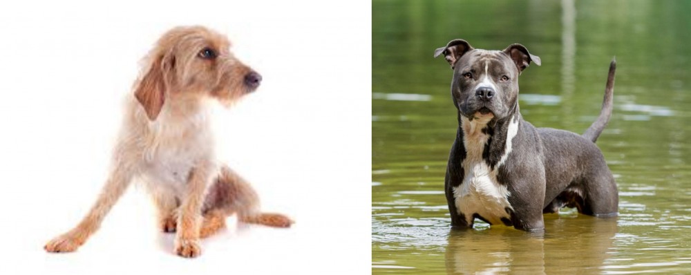 American Staffordshire Terrier vs Basset Fauve de Bretagne - Breed Comparison