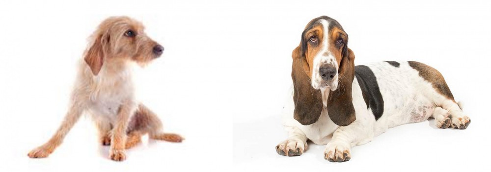 Basset Hound vs Basset Fauve de Bretagne - Breed Comparison